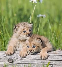 Deux petits lynx aux yeux bleus